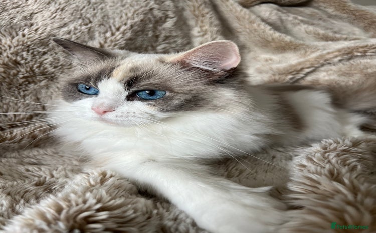 Ragdoll cats - Advert 1