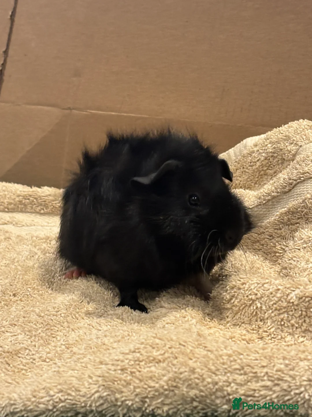 Guinea Pig rodents for sale: Male Baby Guinea Pig Brothers For Sale - Advert 6