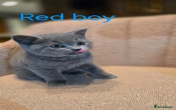 British Shorthair cats for sale: British shorthair kittens  - Image 5