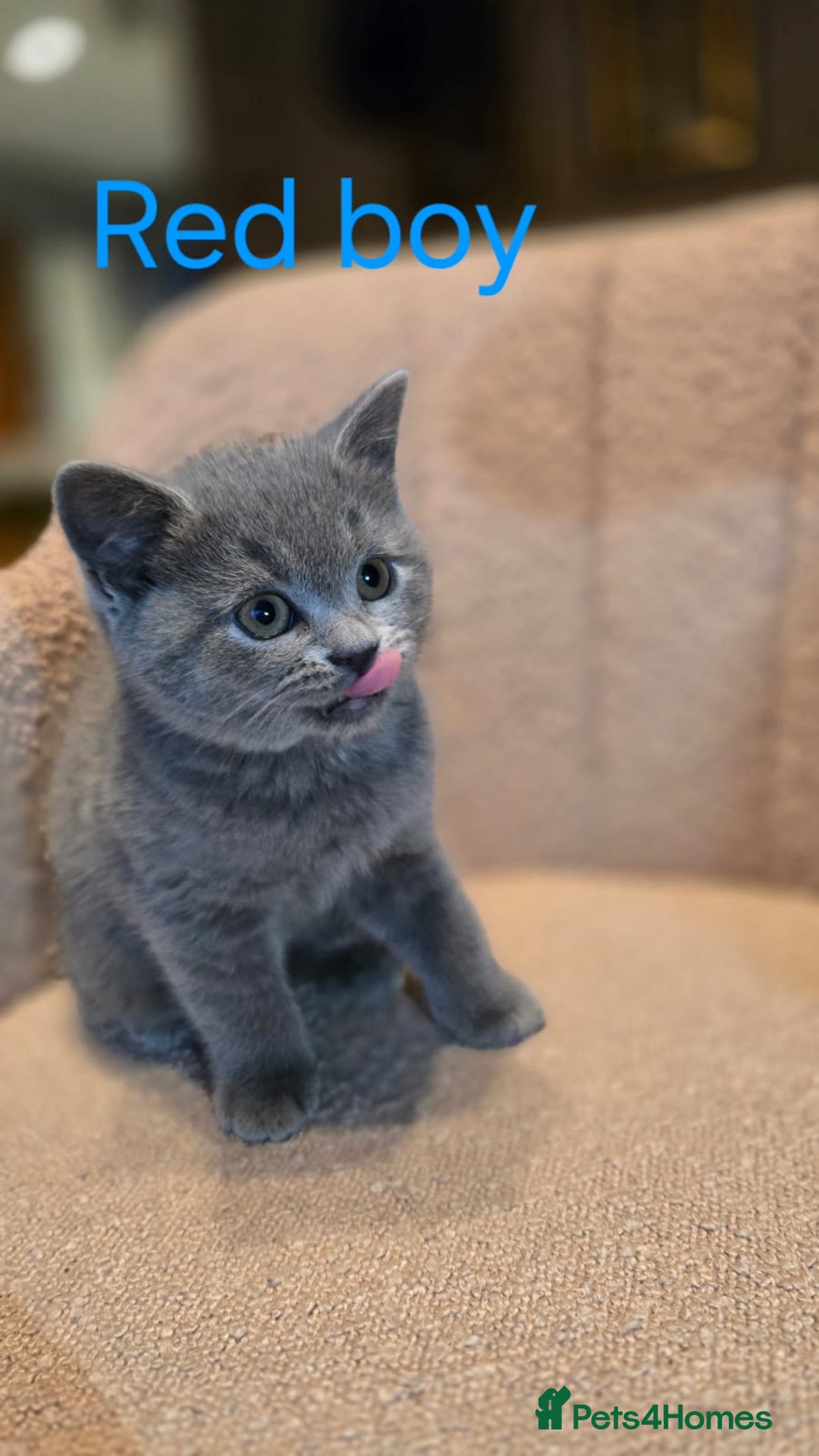 British Shorthair cats for sale: British shorthair kittens  - Image 5
