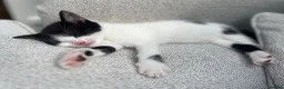 Mixed Breed cats for sale: 2 kittens for sale  in Seaham - Advert 3