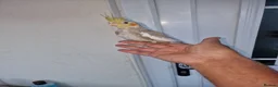 Cockatiels birds for sale: Super silly hand tamed baby budgies  - Advert 10