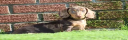 Dachshund dogs for sale: MINIATURE DACHSHUND PUPPIES FOR SALE - Advert 4
