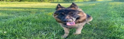 German Shepherd dogs for sale: This is boss looking for his forever home  - Advert 3