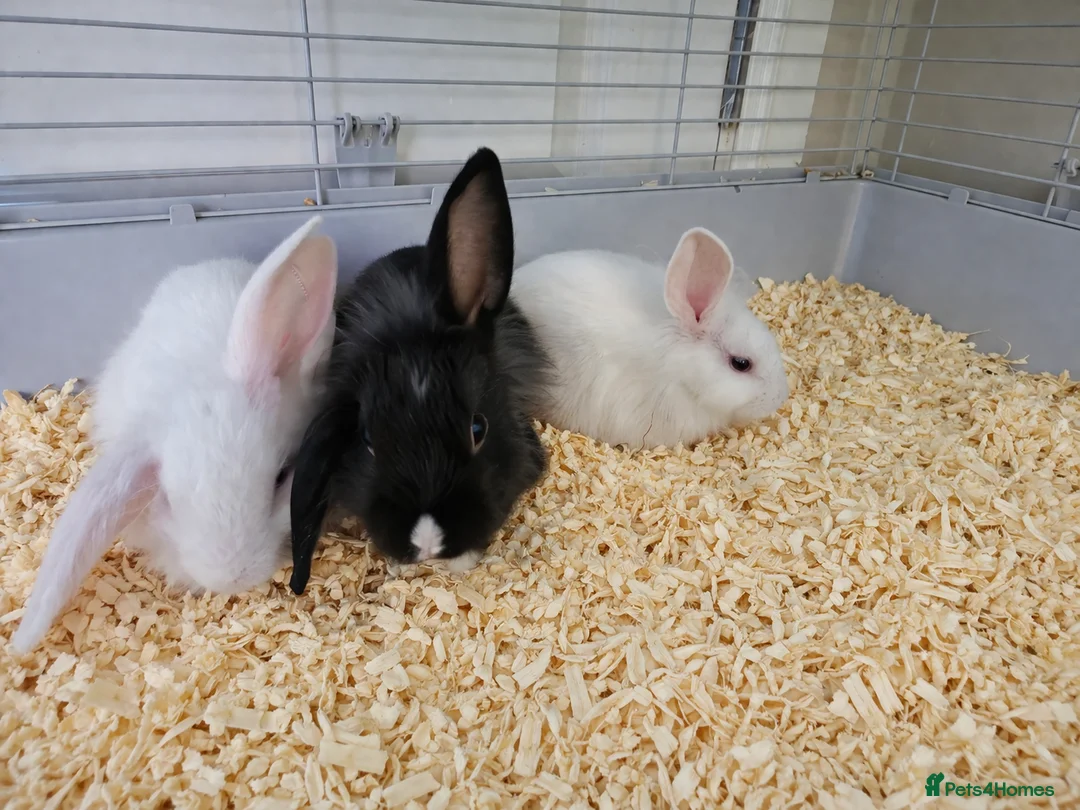 Angora rabbits for sale: Blue eyed Angora cross lionhead mixed lop - Advert 2