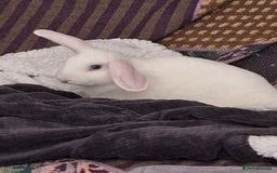 English Lop rabbits for sale: Female white english lop - Image 8