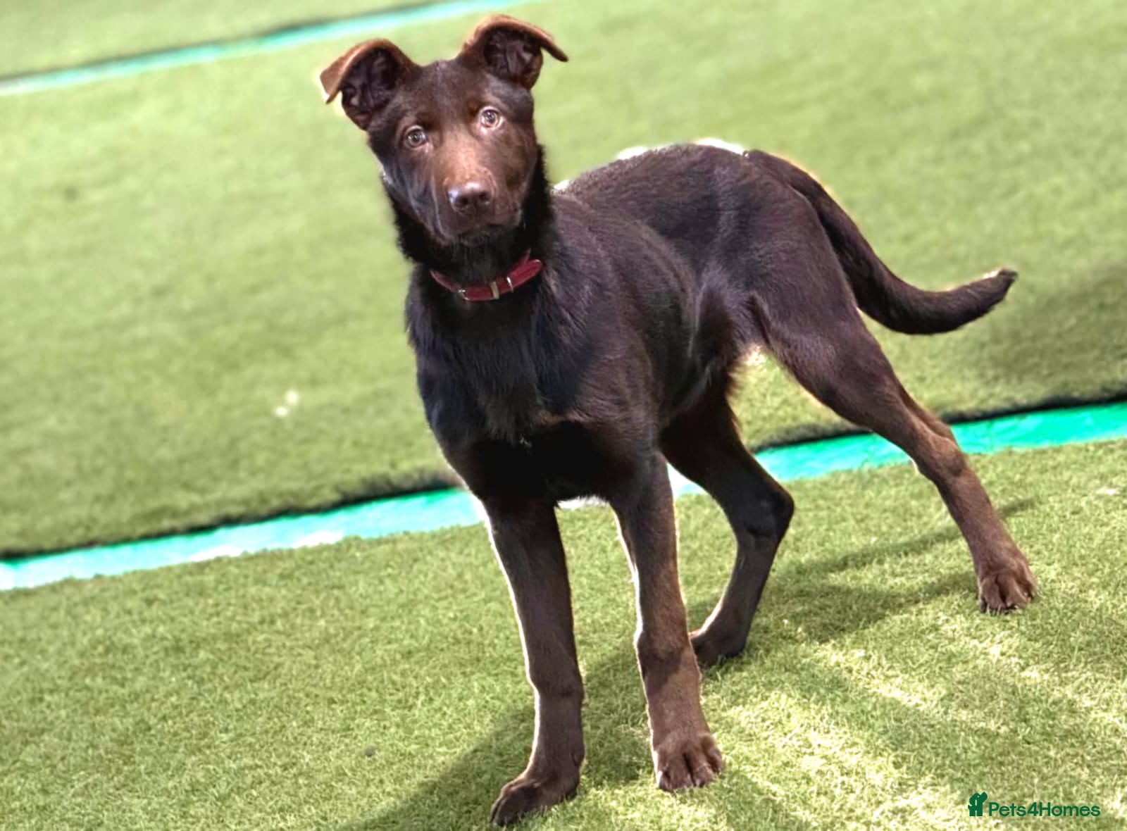 German Shepherd dogs German Shepherd Liver and Tan Male  - Advert 4