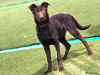 German Shepherd dogs German Shepherd Liver and Tan Male - Advert 4