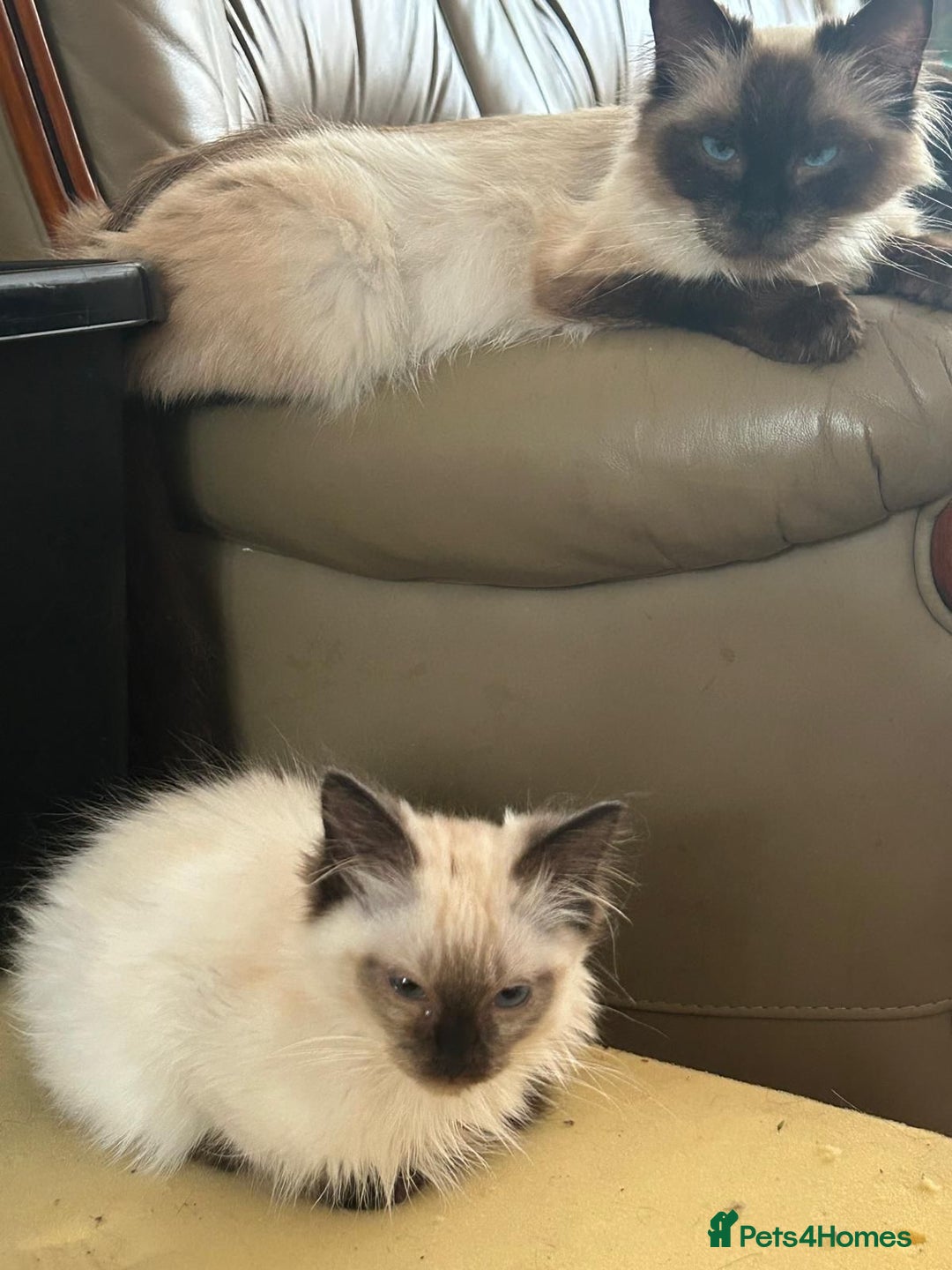 Ragdoll cats for sale: Last male kitten READY - Image 5