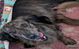 Miniature Dachshund dogs for sale: Gorgeous Miniature Dachshunds Puppies - Image 6