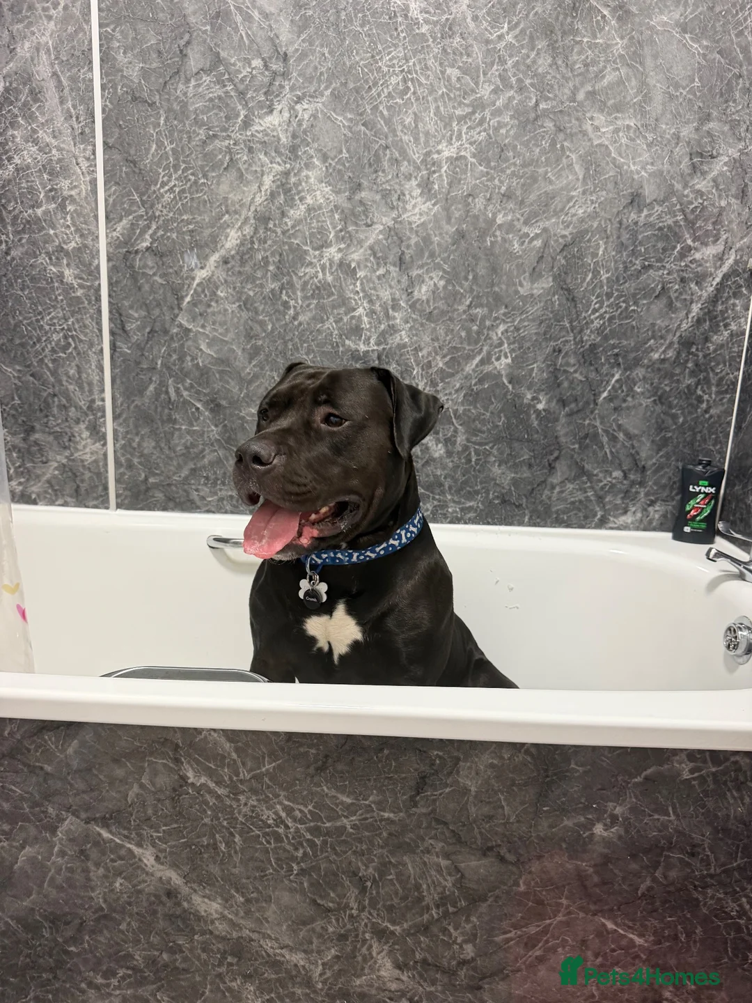 American Bulldog dogs for sale: Rocky  - Advert 4