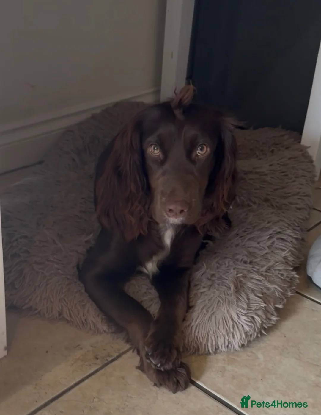 Cockapoo dogs for sale: Brother and sister in need of new home  in Addlestone - Advert 2