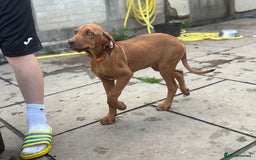 Rhodesian Ridgeback dogs for sale: Kc registered Rhodesian Ridgebacks puppies - Image 10