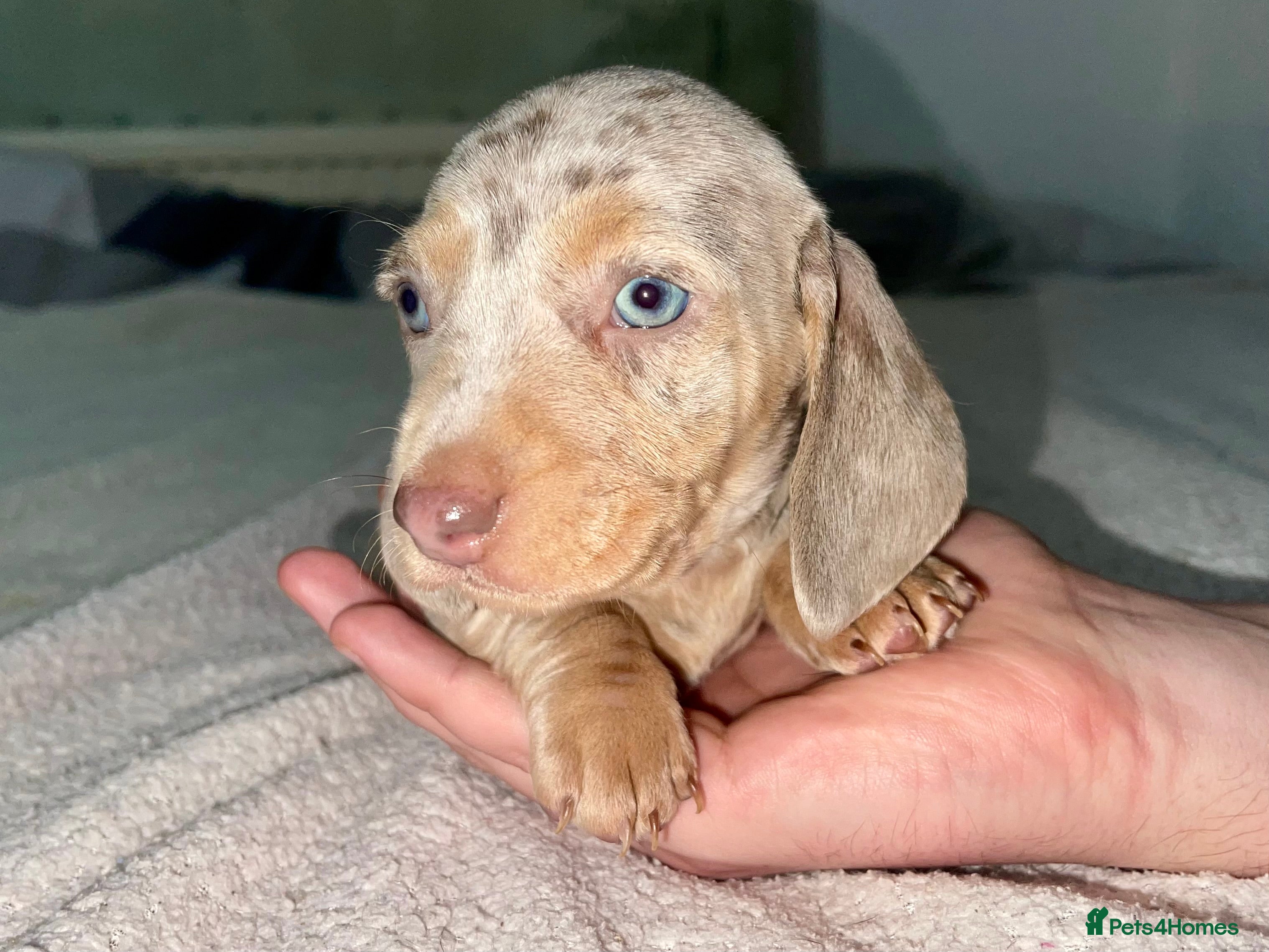 Miniature Dachshund dogs * 2 Boys Left* Tiny Chunky Miniature Dachshund  - Advert 17