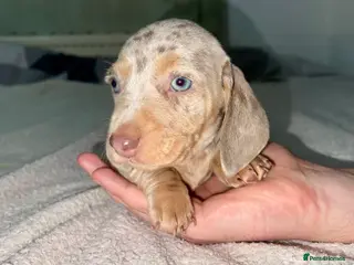 Miniature Dachshund dogs * 2 Boys Left* Tiny Chunky Miniature Dachshund - Advert 17