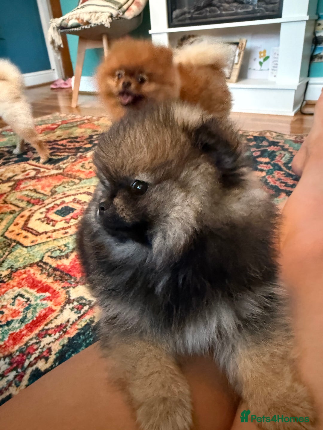 Pomeranian dogs for sale: Xs teddy face Pomeranian  - Image 5