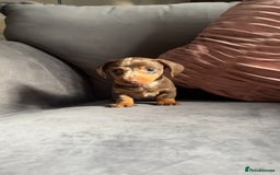 Miniature Dachshund dogs for sale: 5 gorgeous mini dachshund puppies - Image 8