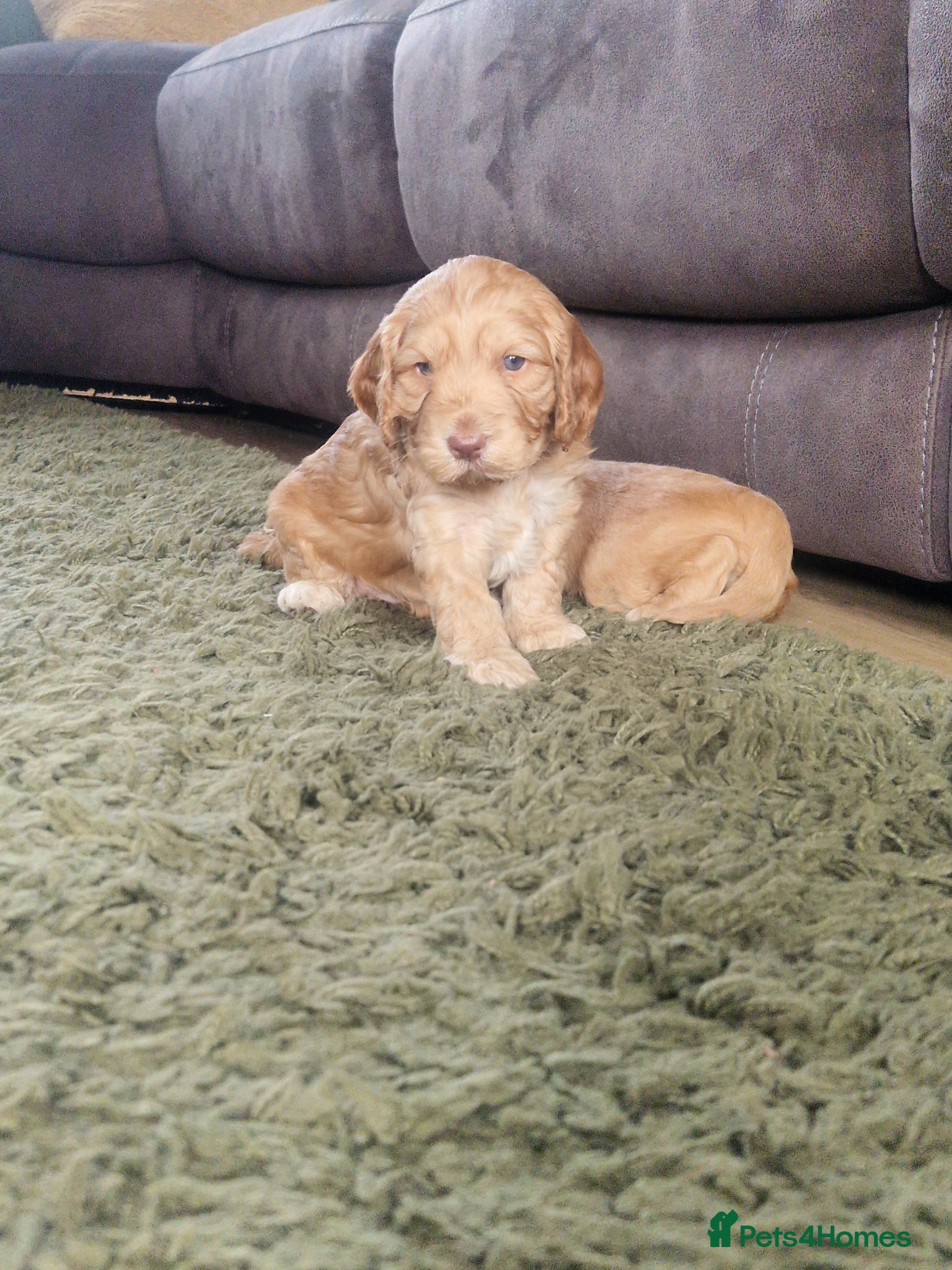 Cockapoo dogs for sale: Last beautiful boy left Gorgeous Golden Cockerpoo - Advert 29