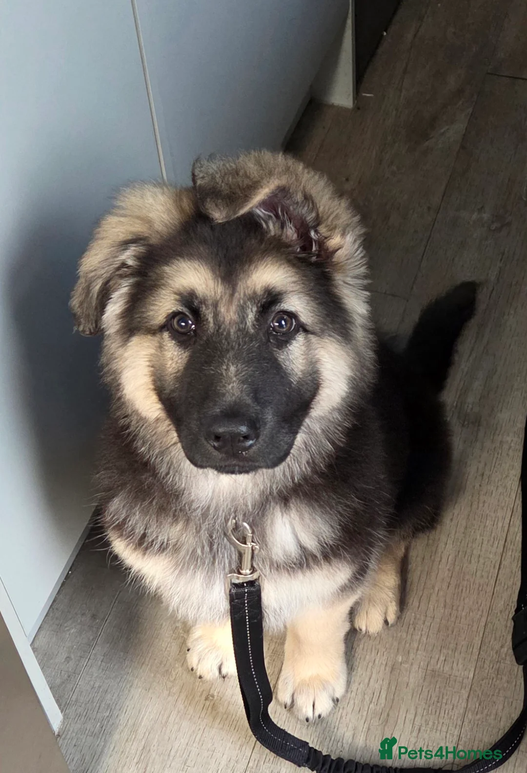 German Shepherd dogs for sale: German Shepherd  in Stockport - Advert 2