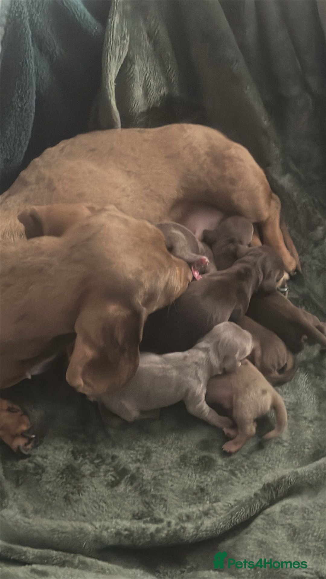 Miniature Dachshund dogs for sale: ADORABLE MINIATURE DACHSHUND PUPPIES  - Image 8