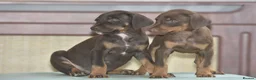 Mixed Breed dogs for sale: Unique hybrid dobermann puppies - Advert 17