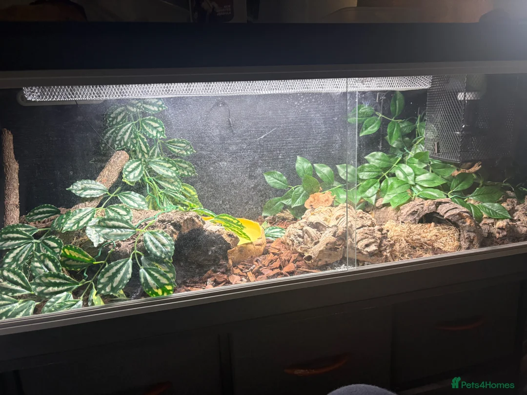 King Snake reptiles for sale: Mexican Black Kingsnake in Nottingham - Advert 2