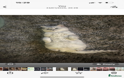 British Shorthair cats for sale: Beautiful bsh kittens looking for forever homes  - Image 12