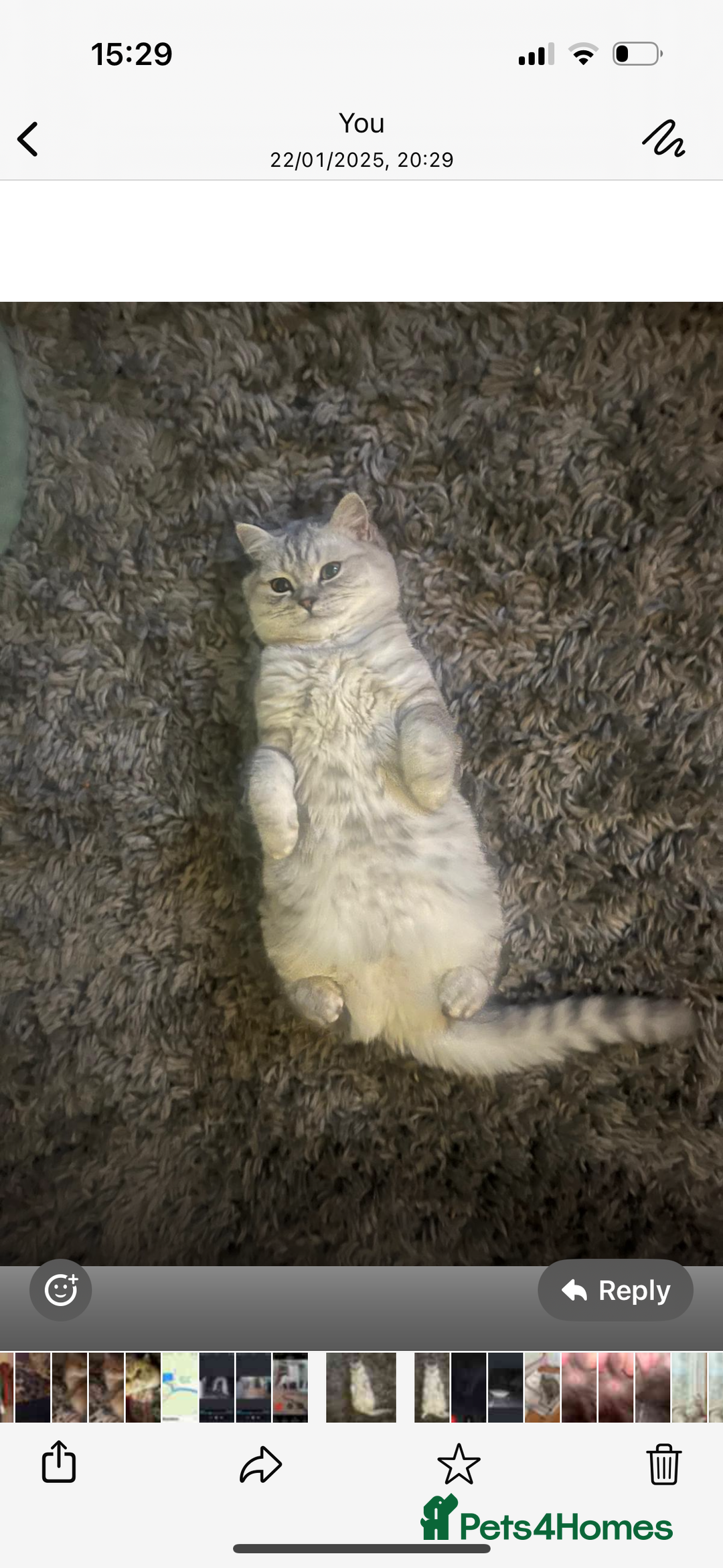 British Shorthair cats for sale: Beautiful bsh kittens looking for forever homes  - Image 12