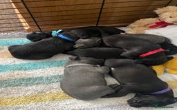 Bedlington Terrier dogs for sale: bedlington cross whippets - Image 11