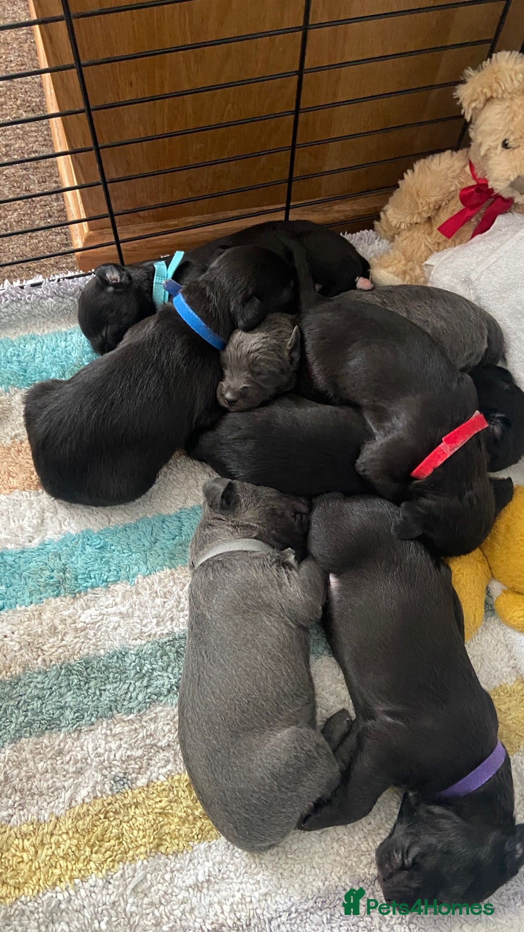 Bedlington Terrier dogs for sale: bedlington cross whippets - Image 11