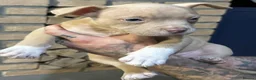 American Bully dogs for sale: Abkc pocket bully's in Barnsley - Advert 20