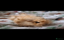 Guinea Pig rodents for sale: Bonded boar brothers for sale - Image 3