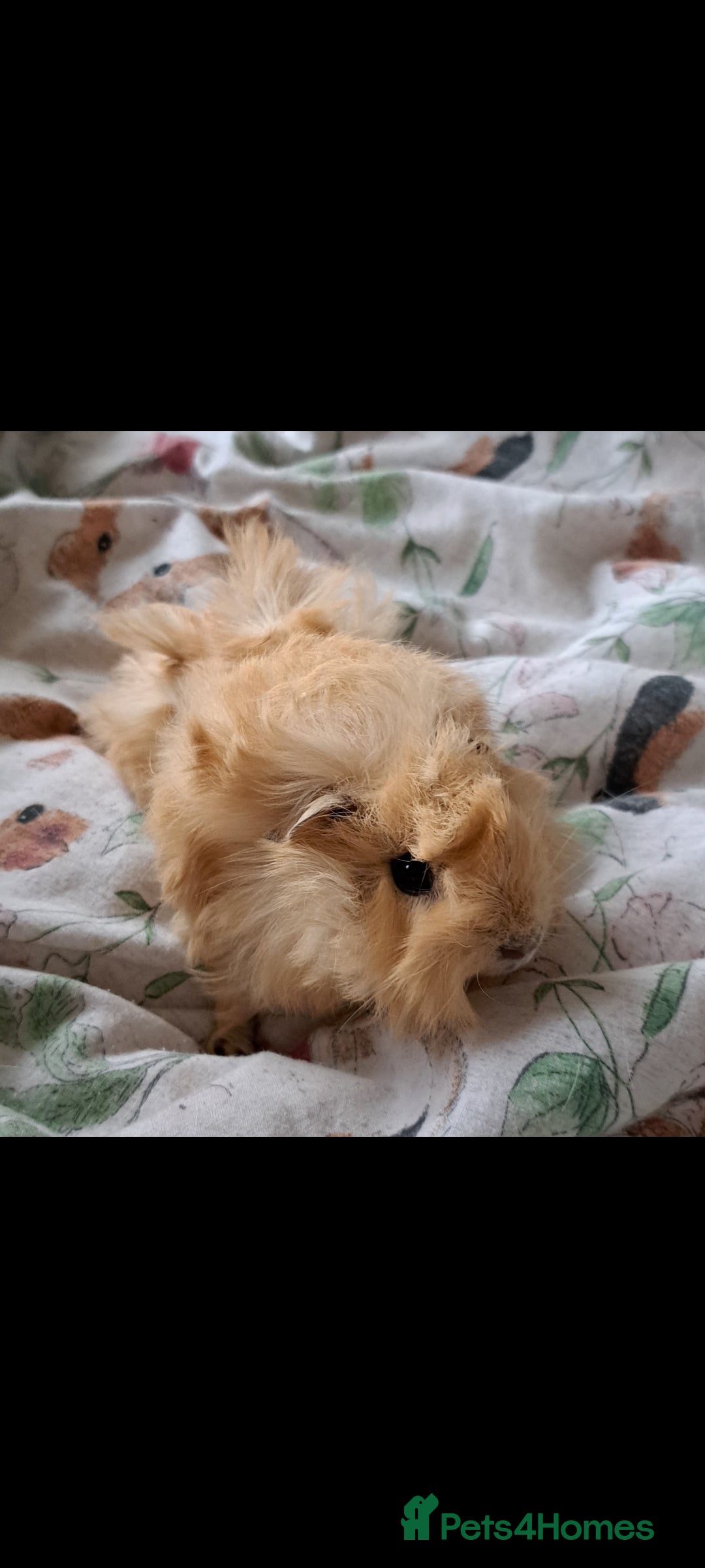 Guinea Pig rodents for sale: Bonded boar brothers for sale - Image 3