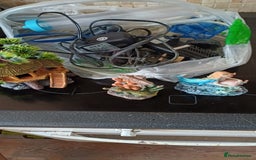 Angelfish fish for sale: New fish tank filters pumps heater other items - Advert 1