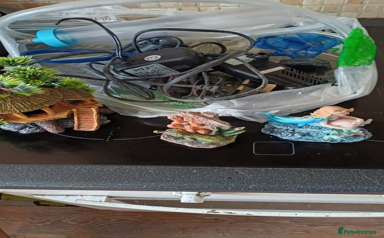 Angelfish fish New fish tank filters pumps heater other items - Advert 14