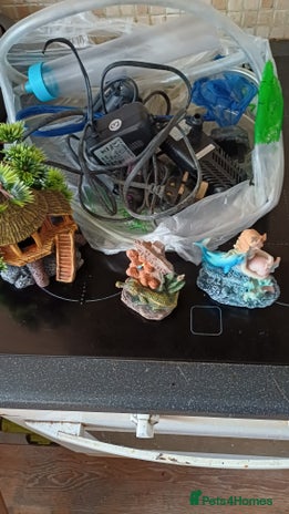 Angelfish fish New fish tank filters pumps heater other items - Advert 1