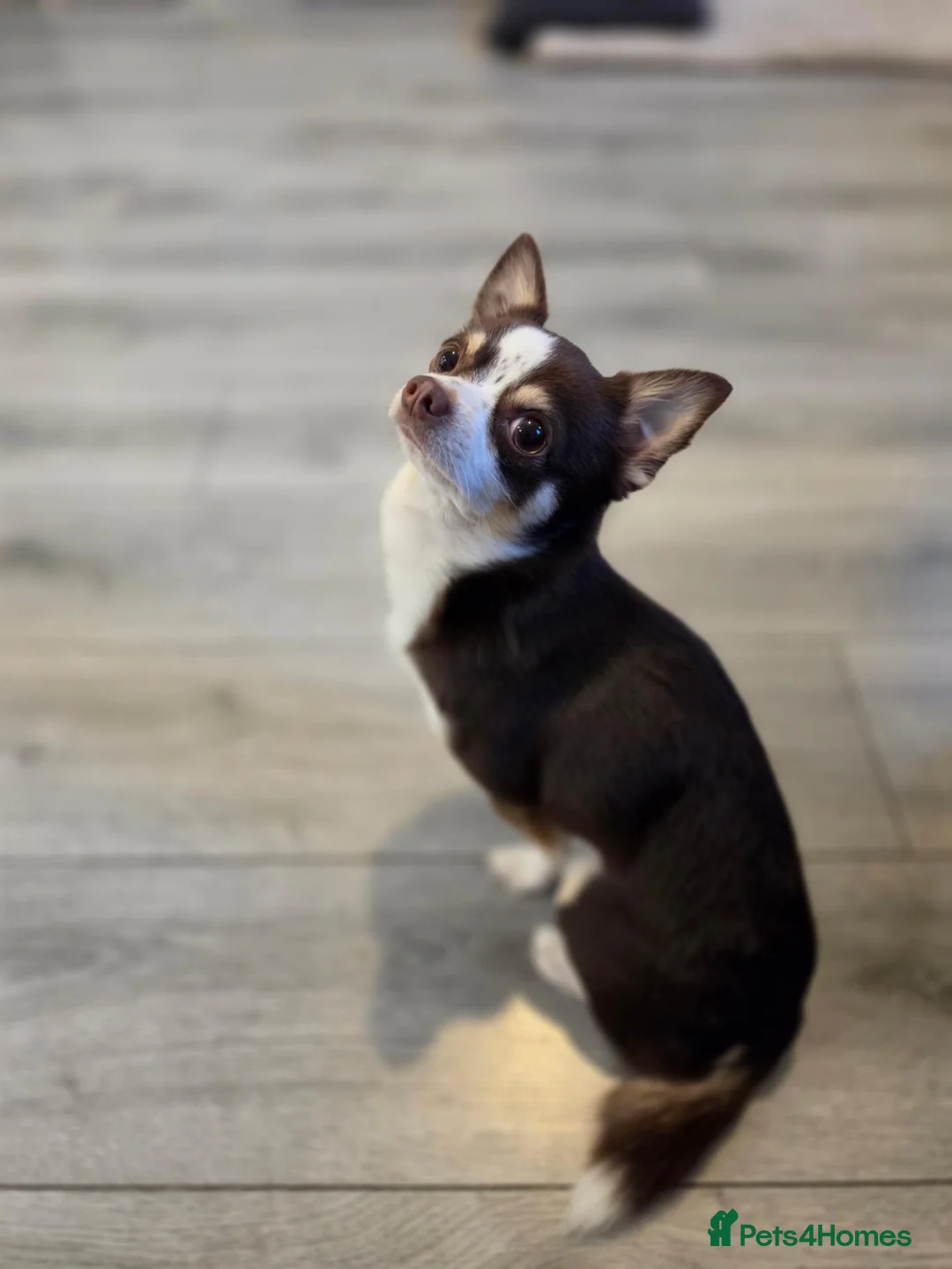 Chihuahua dogs for stud: Reggie-Quality Stud (Champion Breeding Background) - Advert 2