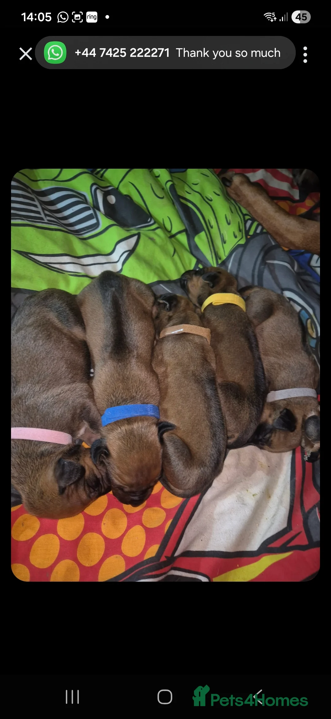Rhodesian Ridgeback dogs for sale: Rhodesian ridgeback pups  - Advert 6