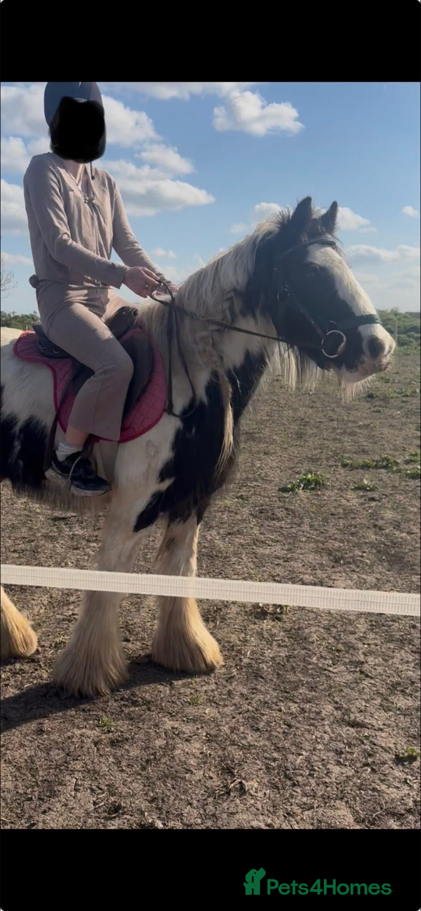 Other Breed horses for sale: Beautiful Bow Ready For New Home  - Advert 6