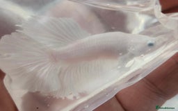 Bettas fish for sale: Betta fish for sale  - Image 7