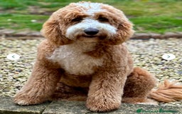 Mixed Breed dogs for sale: Health Tested miniature Goldendoodles  - Image 6