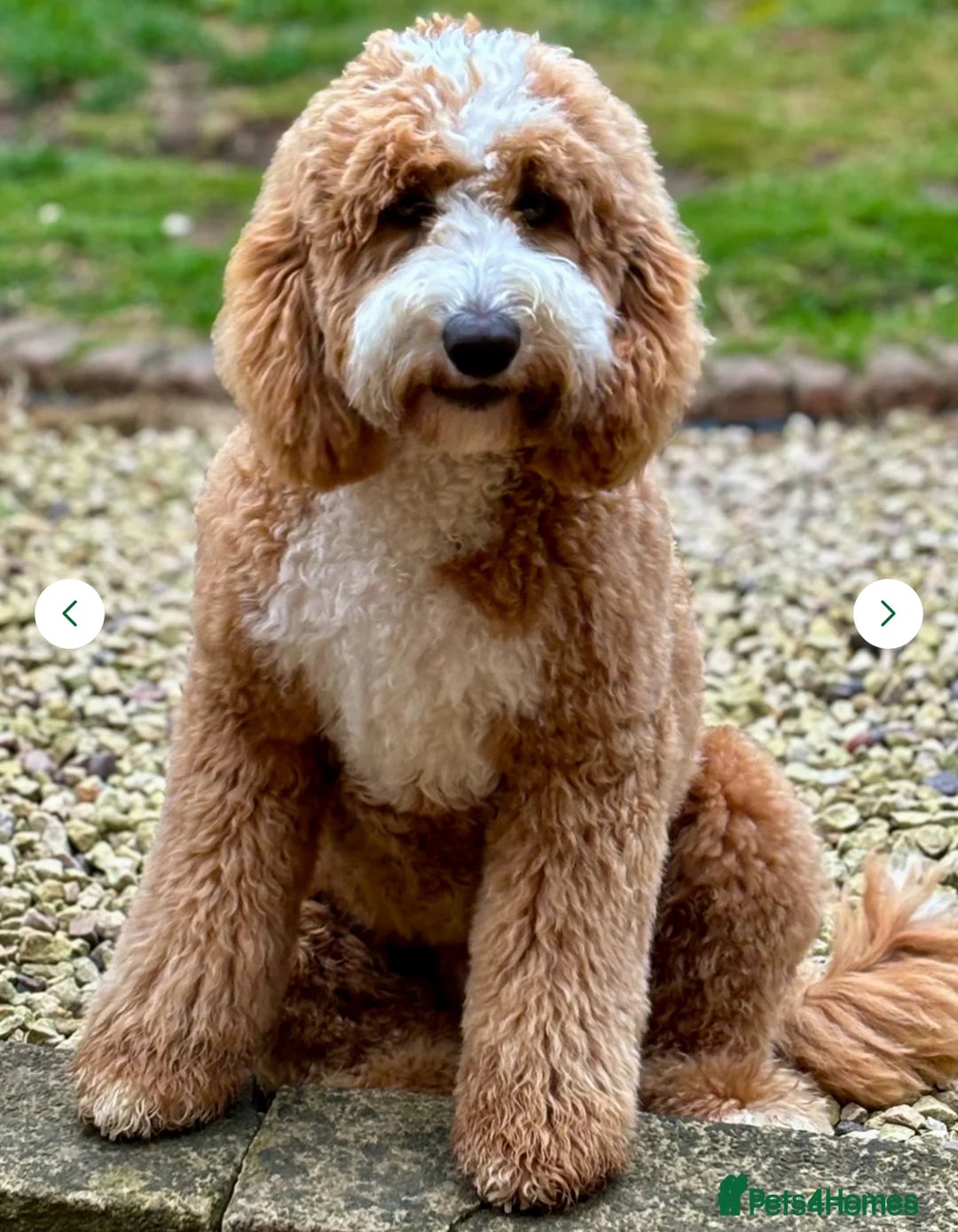 Mixed Breed dogs for sale: Health Tested miniature Goldendoodles  - Image 6