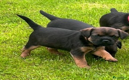 Border Terrier dogs for sale: Border terrier  - Image 3