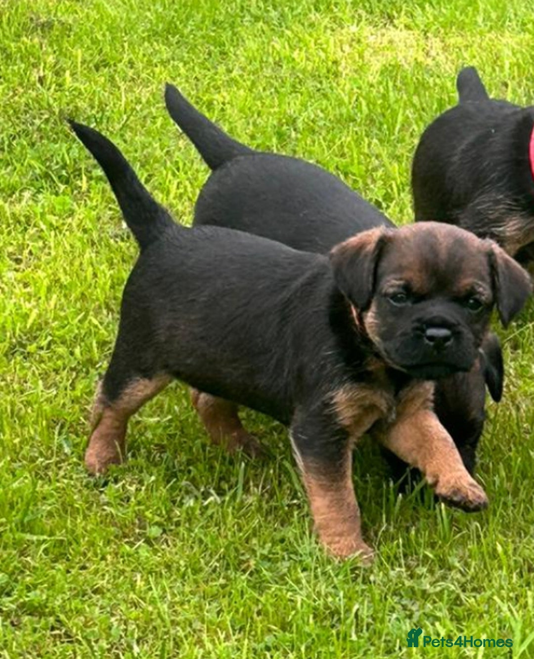 Border Terrier dogs for sale: Border terrier  - Image 3