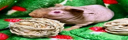 Guinea Pig rodents for sale: Superb Friendly pair of Skinny Pig Boys - Advert 7