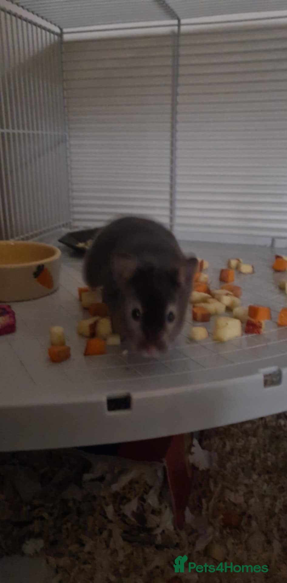Hamster rodents Syrian Hamster - Advert 18