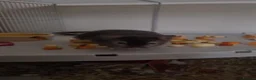 Hamster rodents for sale: Syrian Hamster in Luton - Advert 1