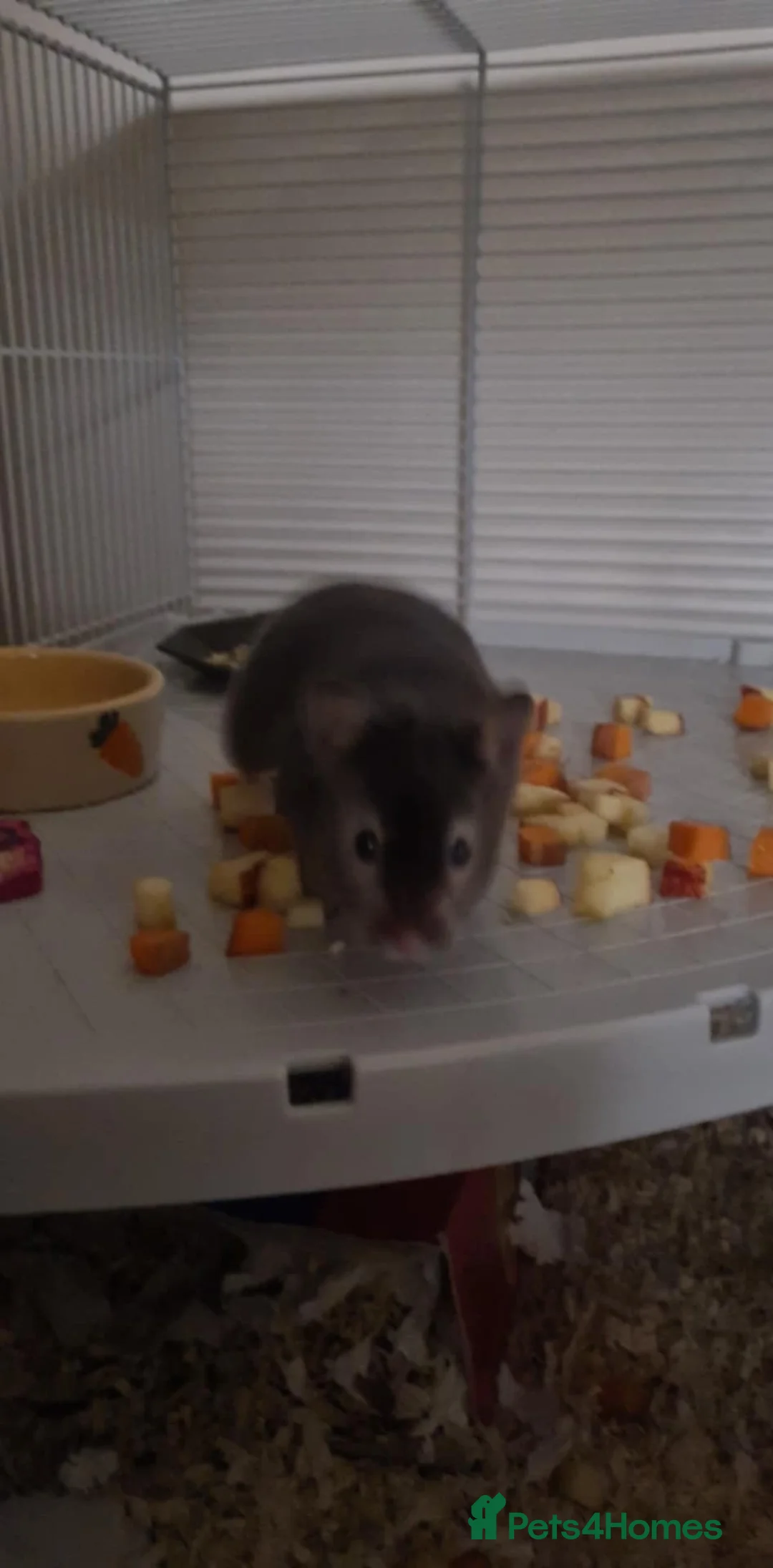 Hamster rodents for sale: Syrian Hamster in Luton - Advert 1