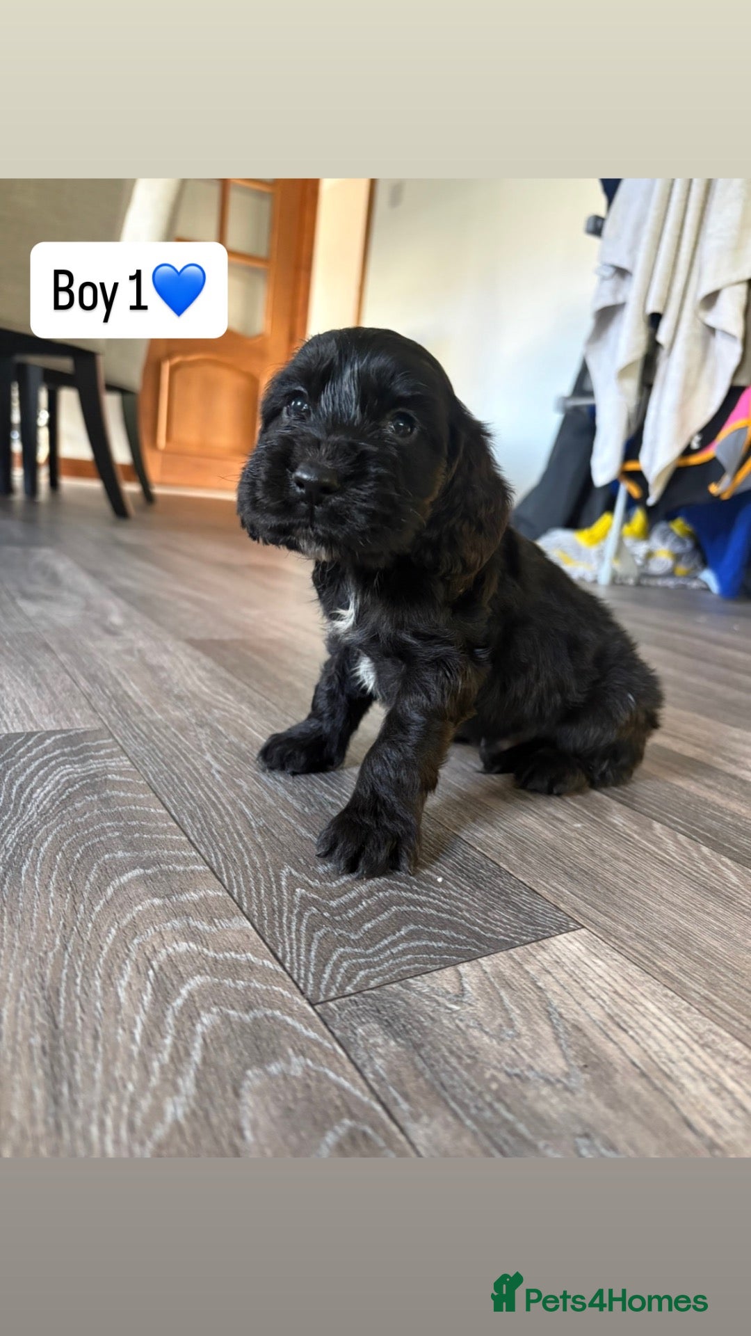 Cocker Spaniel dogs Show/working cocker spaniels🐶 - Advert 1