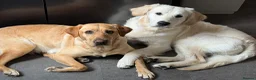 Goldador dogs for sale: Beautiful Goldador Puppies  - Advert 11